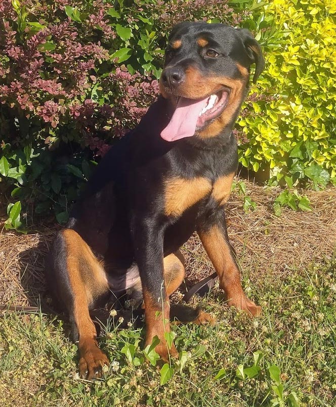 Carolina's Dog Trainer | Lancaster, SC | well trained doberman Carolina's Dog Trainer | Lancaster, SC | well trained doberman