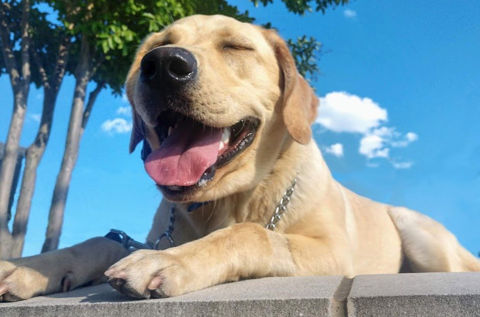 Carolina's Dog Trainer | Lancaster, SC | yellow dog in training Carolina's Dog Trainer | Lancaster, SC | yellow dog in training