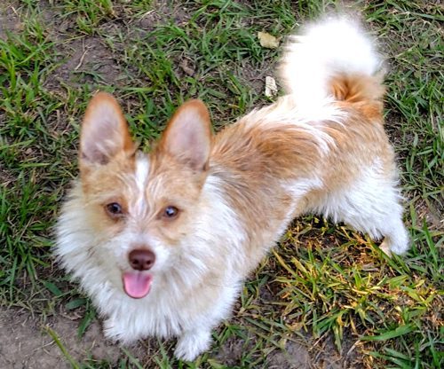 Carolina's Dog Trainer | Lancaster, SC | dog in training Carolina's Dog Trainer | Lancaster, SC | dog in training
