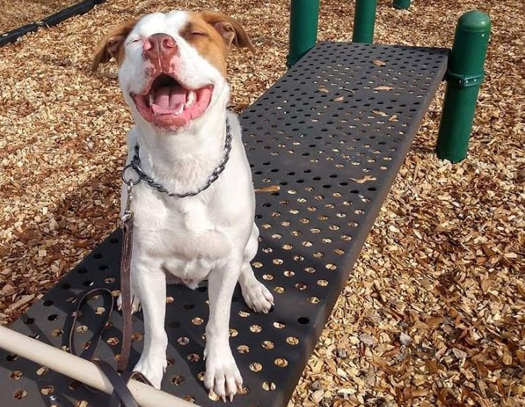 Carolina's Dog Trainer | Lancaster, SC | happy well trained dog on playground Carolina's Dog Trainer | Lancaster, SC | happy well trained dog on playground