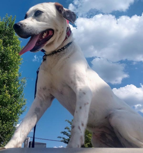 Carolina's Dog Trainer | Lancaster, SC | trained white dog Carolina's Dog Trainer | Lancaster, SC | trained white dog